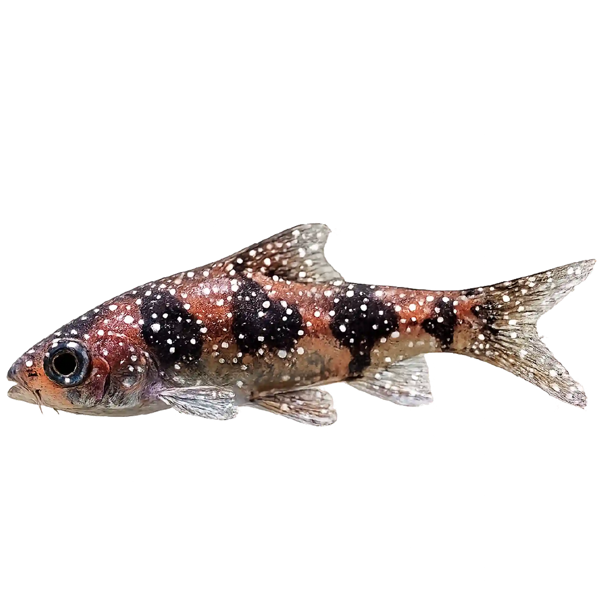 Fish White Spot Disease? Get Online Vet Help Instantly